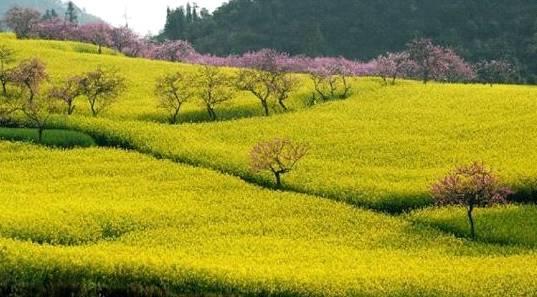 春天去哪玩,春天到了，你们最想去哪里旅游？