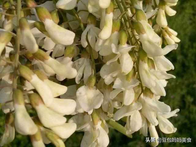 槐花怎么吃,槐树花虾皮做饺子馅怎么做好吃？