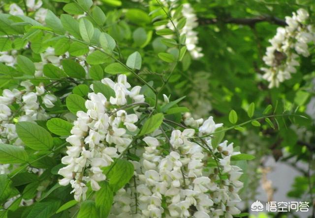 槐花怎么吃,槐树花虾皮做饺子馅怎么做好吃？