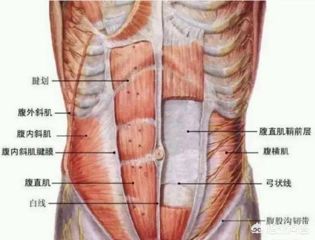 下腹肌怎么练,肚脐眼那块的腹肌怎么练？