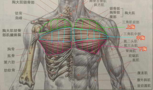 胸肌照片,打造漂亮胸肌最基础的怎么做？