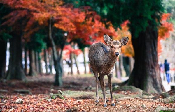 日本旅游线路,日本有哪些好玩又便宜的地方？