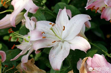 食用百合开什么样的花,我们吃的百合,会不会开花？