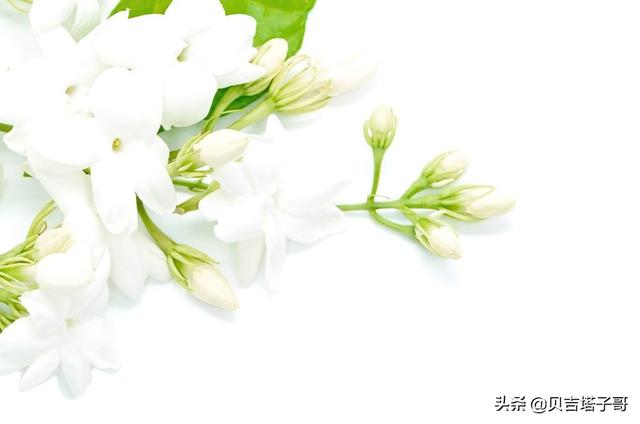 茉莉花语,白色的茉莉花含义是什么？