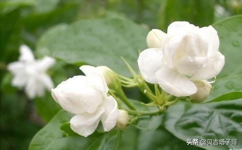 茉莉花语,白色的茉莉花含义是什么？