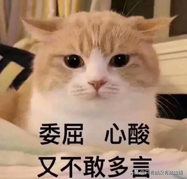 猫咪掉毛,猫咪掉毛掉的厉害怎么办？