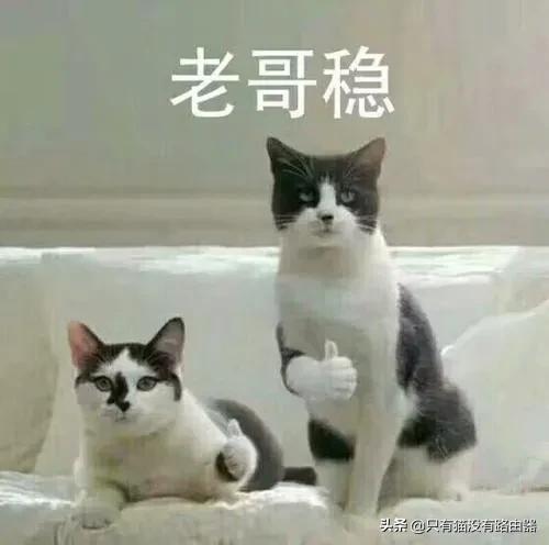 猫咪掉毛,猫咪掉毛掉的厉害怎么办？