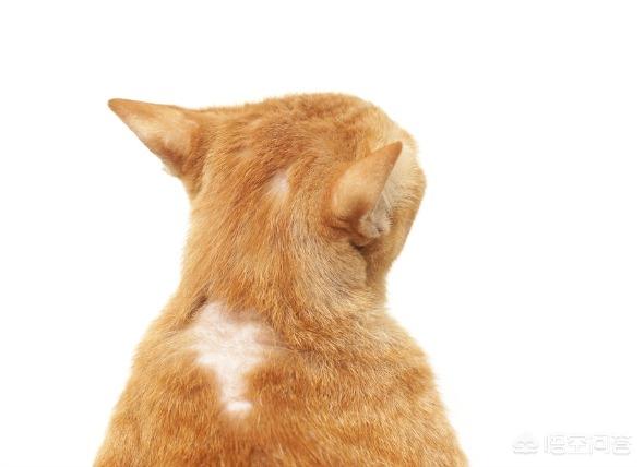 猫咪掉毛,猫咪掉毛掉的厉害怎么办？