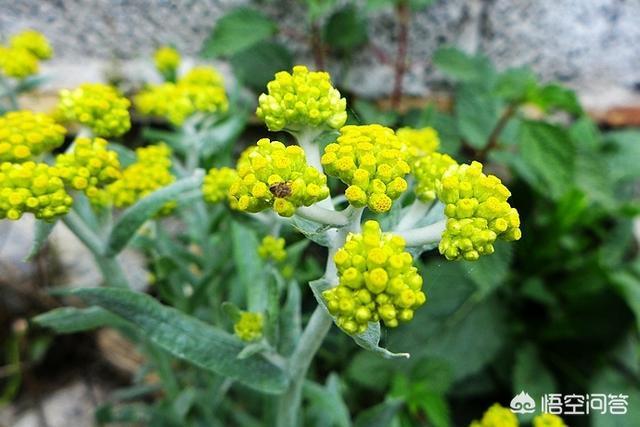 扁桃斑鸠菊,农村常见的鼠曲草有什么作用？