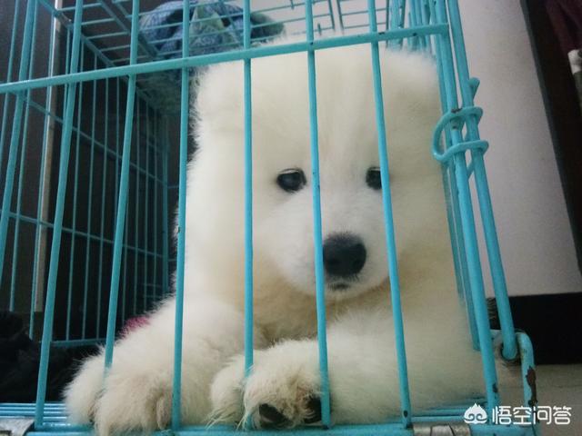 大型犬排行榜,哪种品种的大型犬值得饲养？