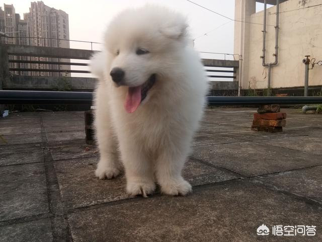 大型犬排行榜,哪种品种的大型犬值得饲养？