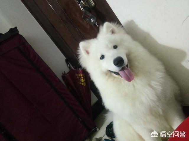 大型犬排行榜,哪种品种的大型犬值得饲养？