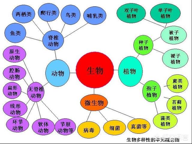 世界上什么东西最大,地球历史上最大的生物是什么？