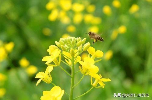 油菜花的特点,油菜花的样子，气味和特点？