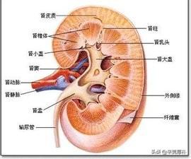 保肾食物,日常生活中如何养肾护肾？