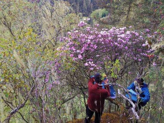 麻城杜鹃花,你知道哪些关于杜鹃花的冷知识？