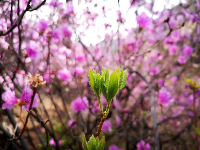 麻城杜鹃花,你知道哪些关于杜鹃花的冷知识？