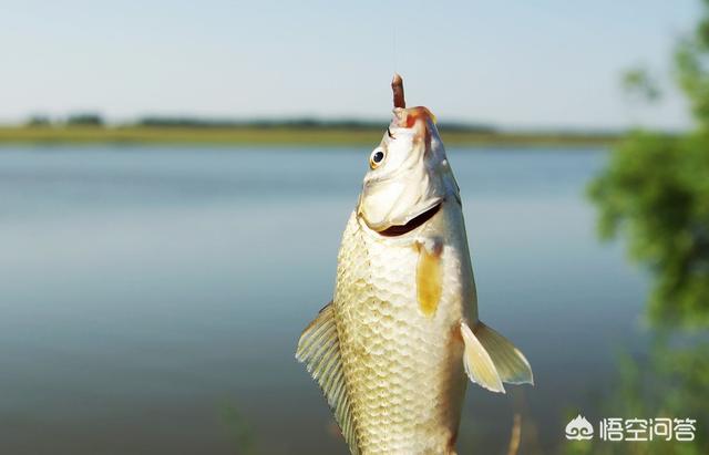 红虫是什么的幼虫,红虫用手开饵有毒吗？怎么用？