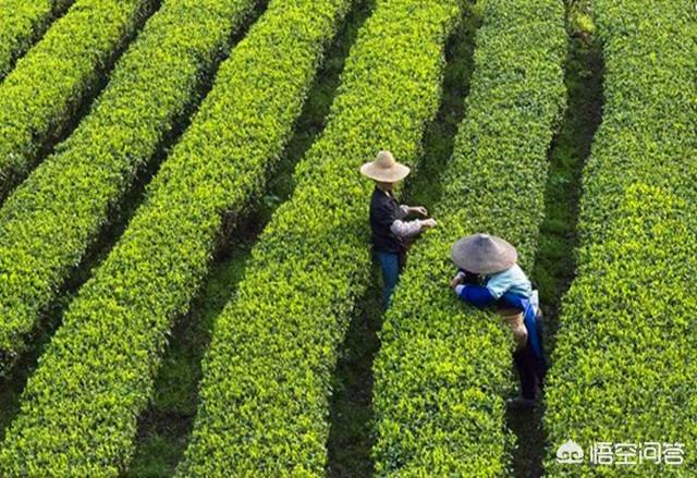 树苗怎么种,茶树苗如何进行移栽种植？