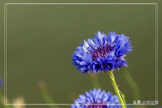 各国的国花,各国的国花分别是什么花？