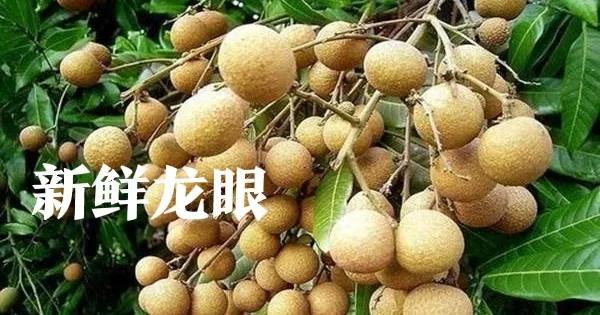 龙眼是桂圆吗,龙眼和桂圆是一种水果吗？