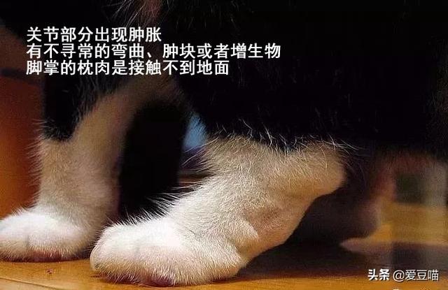 为什么养折耳猫很残忍,为什么许多人说折耳猫不好养？