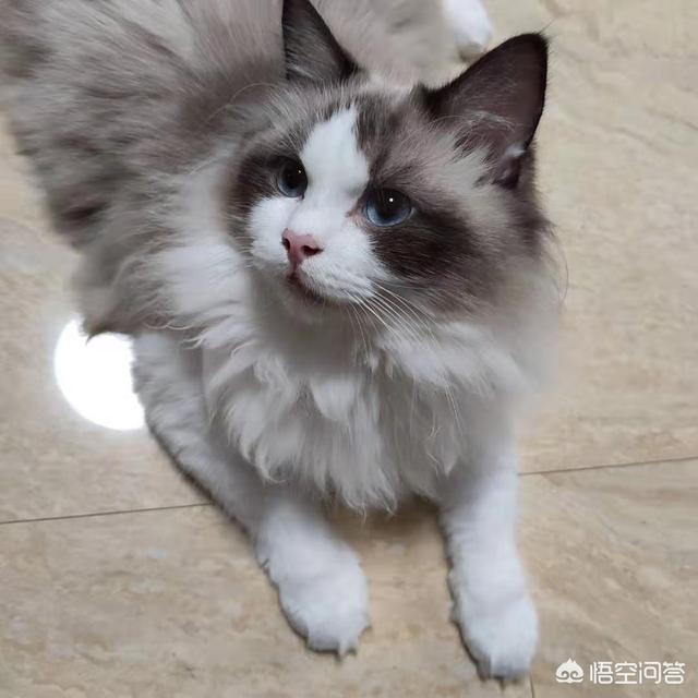 布偶猫价格,一只布偶猫大约什么价位？