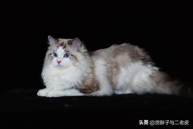 布偶猫价格,为什么布偶猫舍都说自己不赚钱？