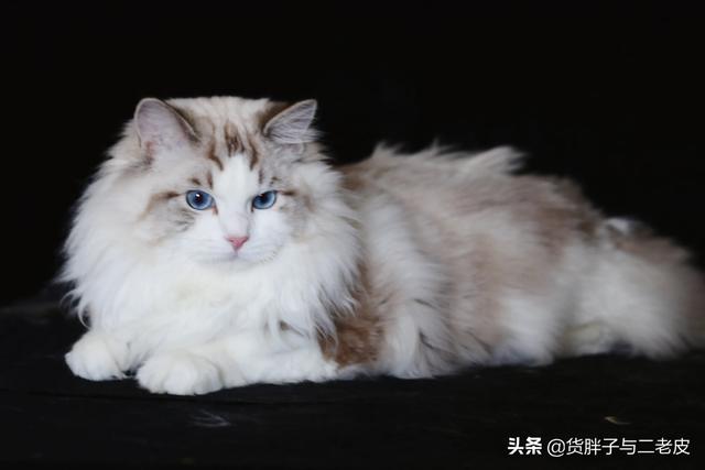 布偶猫价格,为什么布偶猫舍都说自己不赚钱？