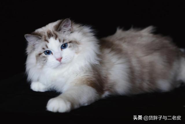 布偶猫价格,为什么布偶猫舍都说自己不赚钱？