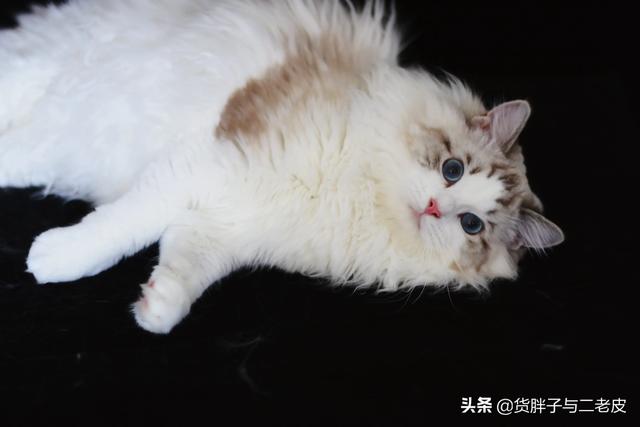 布偶猫价格,为什么布偶猫舍都说自己不赚钱？