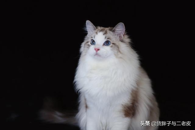 布偶猫价格,为什么布偶猫舍都说自己不赚钱？