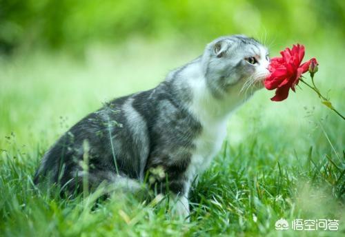 为什么养折耳猫很残忍,折耳猫的痛苦，亲们知道吗？