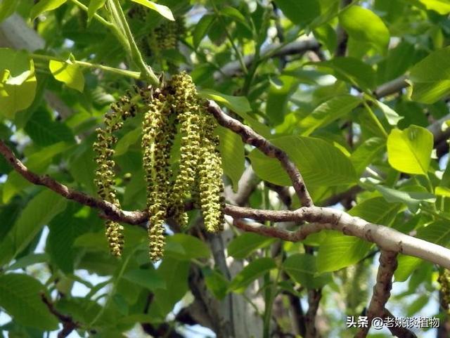 核桃花图片,掉地的核桃花能做花卉底肥吗？