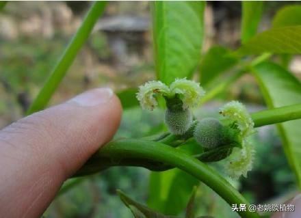 核桃花图片,掉地的核桃花能做花卉底肥吗？