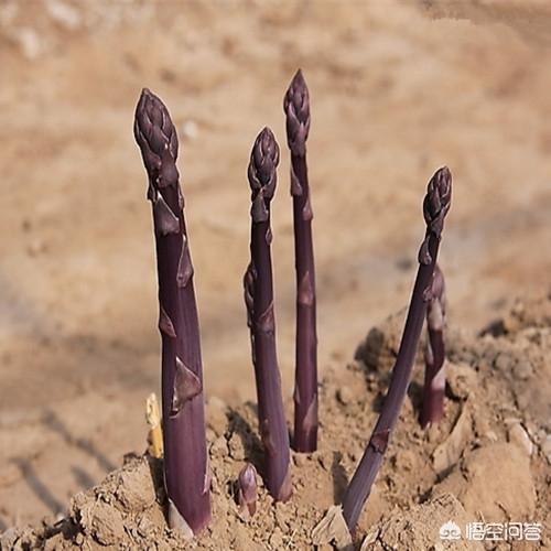 芦笋种植,植芦笋目前有什么优良品种？