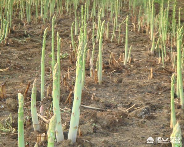 芦笋种植,植芦笋目前有什么优良品种？