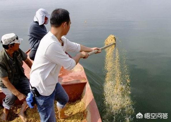 地笼放什么最招鱼,用什么料配制鱼饵好诱鱼入网？