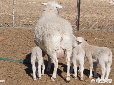 肉羊哪个品种好,羊一年胎，什么品种的羊比较好？