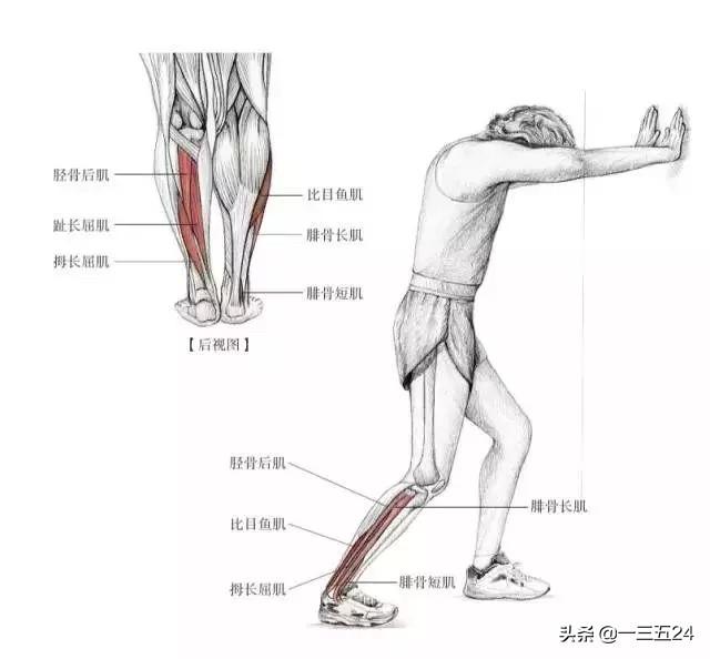 跑完步怎么拉伸,健身后，怎样拉伸比较好？