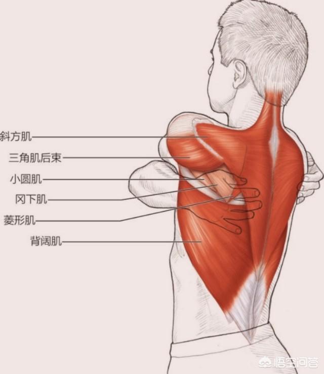 拉伸运动有哪些,如何正确科学地拉伸躯干？