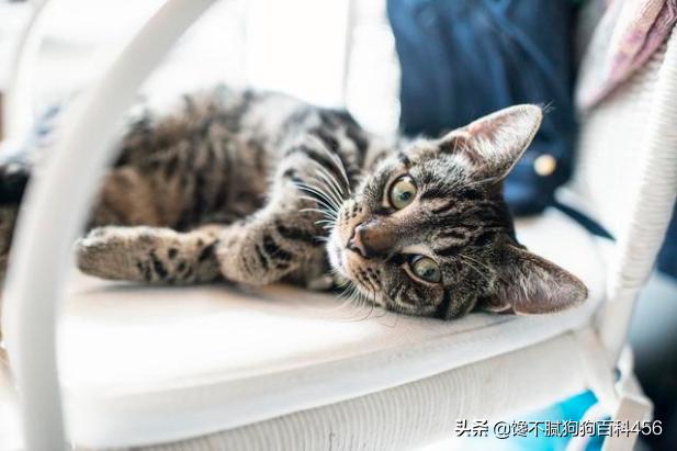 怎么看出猫有弓形虫,猫咪身上有虫，会有什么表现？