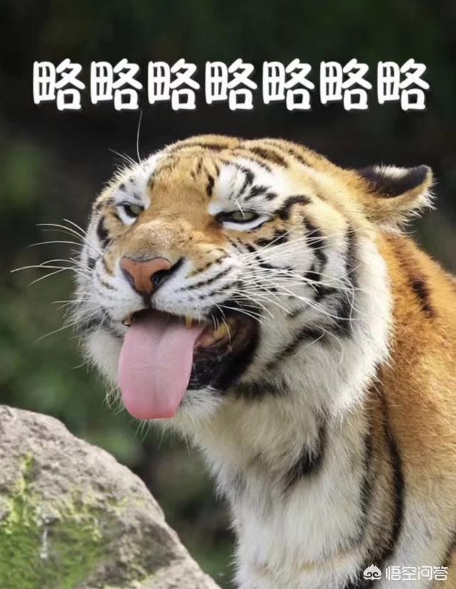 怎么看出猫有弓形虫,吸猫到底有没有可能感染弓形虫？