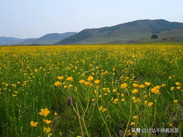 内蒙古呼伦贝尔大草原,每年几月份适合去内蒙古大草原？