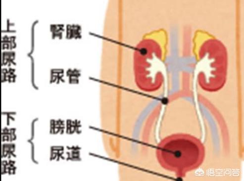 经常尿路感染是什么原因引起的,尿路感染久治不愈的原因是什么？