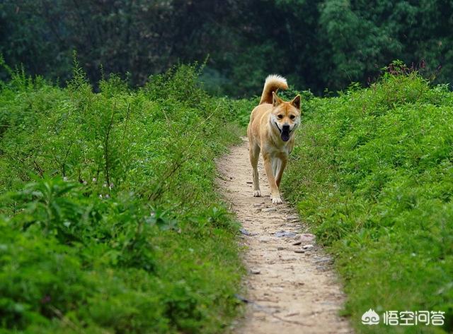 中型犬品种大全,有什么能护主的中型犬种？