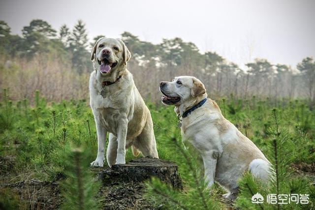 中型犬品种大全,有什么能护主的中型犬种？