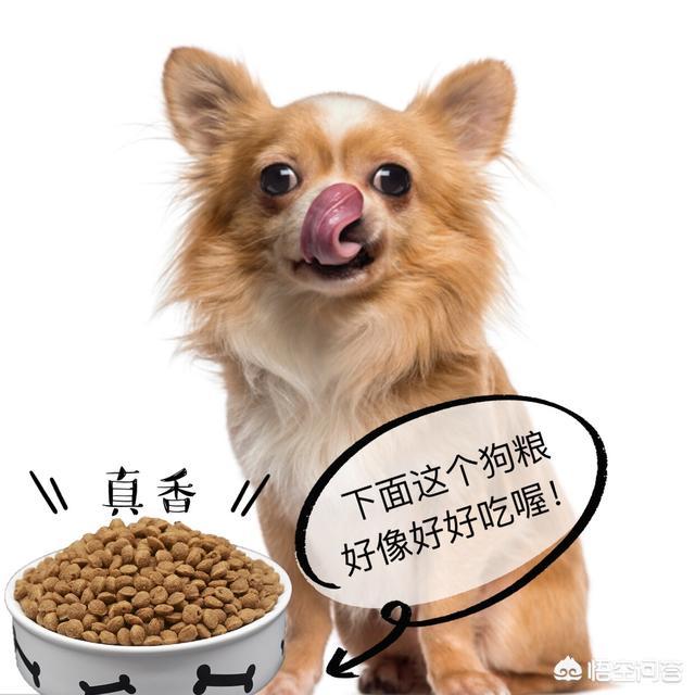 养巴哥最大的忌讳,给巴哥犬喂哪些食物是害了它呢？