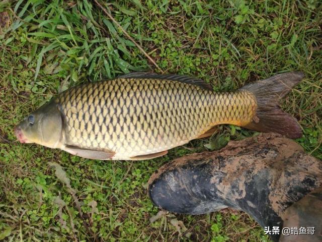 钓鲤鱼用什么饵料最好,自然河钓鲤鱼用什么饵好？