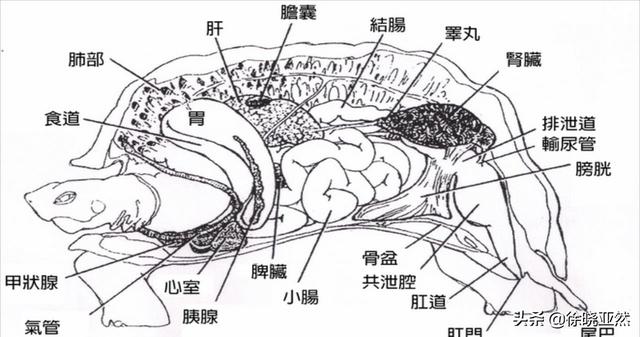 染色乌龟能活多久,一只乌龟不吃不喝可以坚持多久？